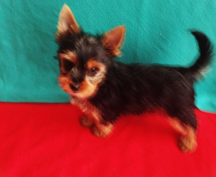 Dodo i Dusia  gotowi do zmiany domku