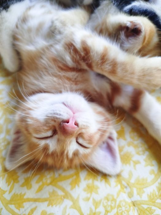 Doação gatinhos desmamados
