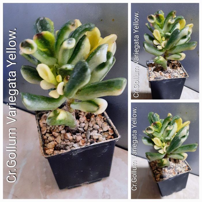 Рiдкiснi, колекцiйнi красули, грошовi дерева, сукуленти.