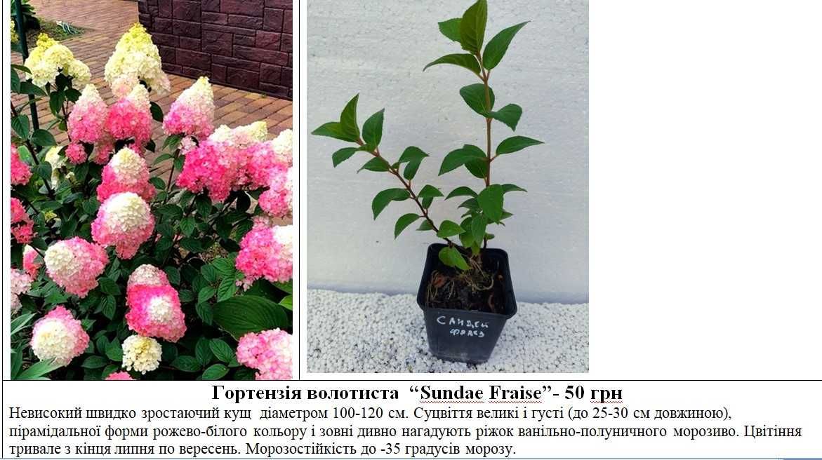 Гортензія,ялівець, туя, барбарис, ялина