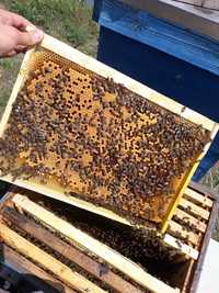 Пчелопакеты бджолопакети