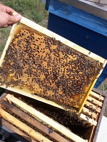 Пчелопакеты бджолопакети