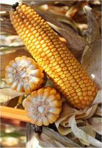 Nasiona kukurydzy NERINGA ziarno kiszonka FAO 240/250 (80 tys. nasion)