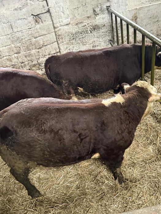 Byki Hereford Rozpłodniki