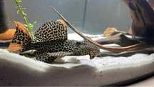 L114 Pseudacanthicus leopardus