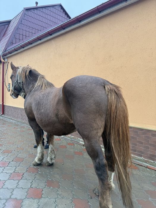 Продам робочу кобилу 7 років 600кг жеребна