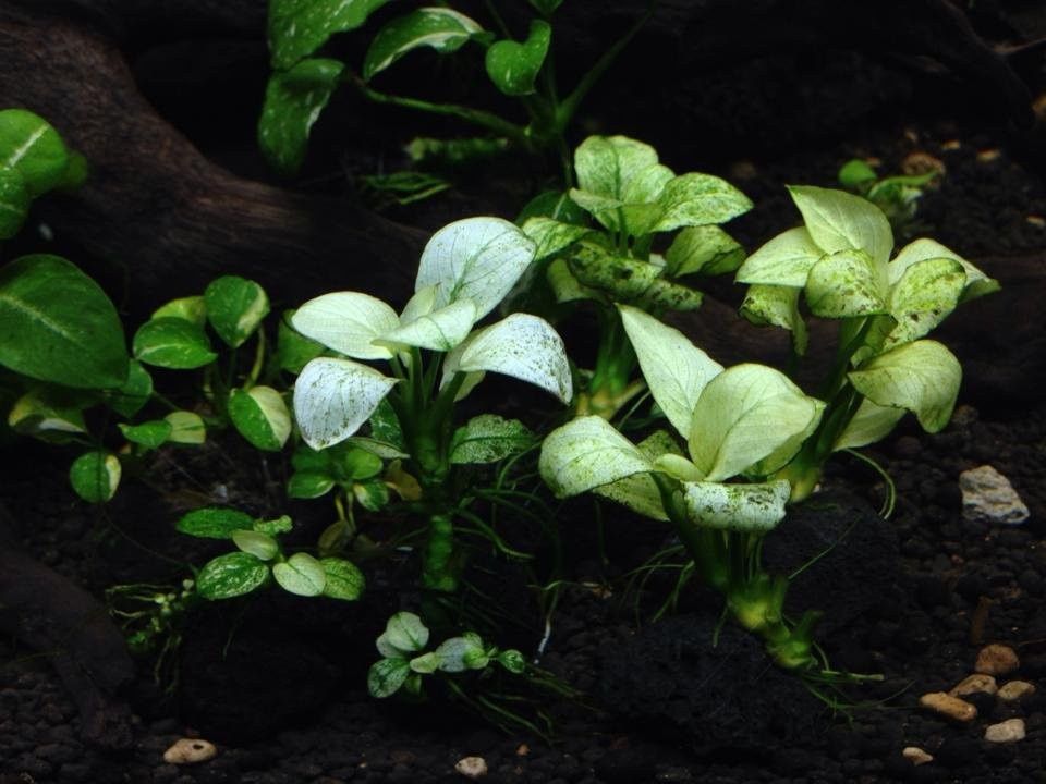 Planta Anubias Pinto