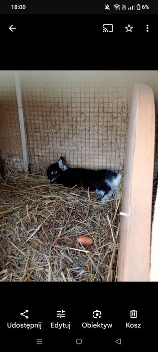 Witam mam na zbyciu 2 samiczki i samiec