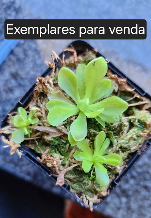 Pinguicula ehlersiae (planta carnivora mexicana)