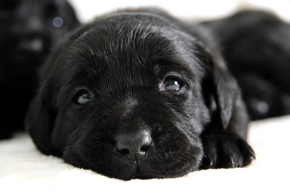 Cudowny szczeniak Labrador Retriever FCI