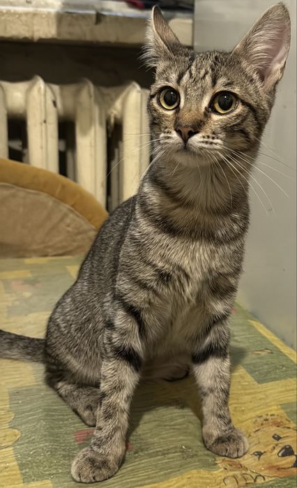 Котенок девочка в хорошие руки