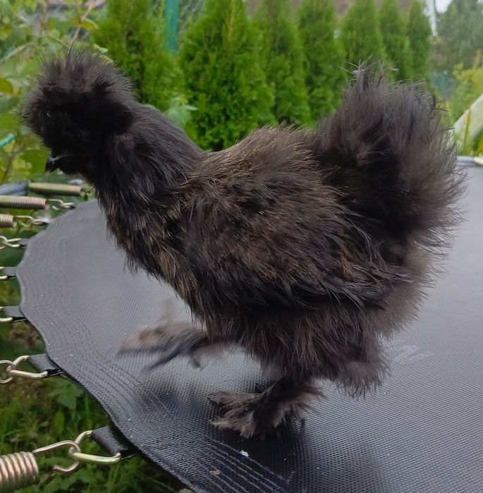 Silki kury koguty ozdobne