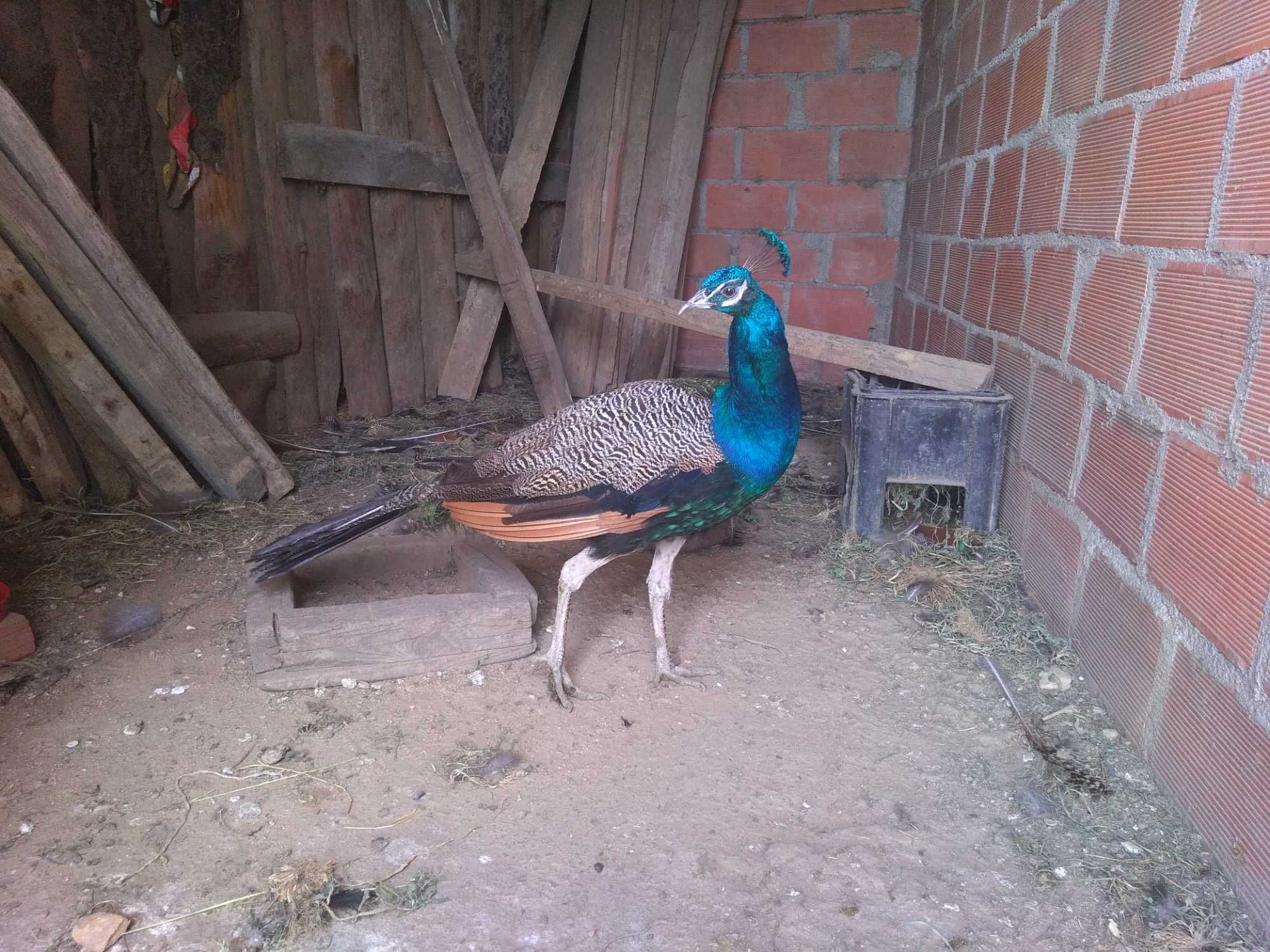 Excelente exemplar de Pavão Azul