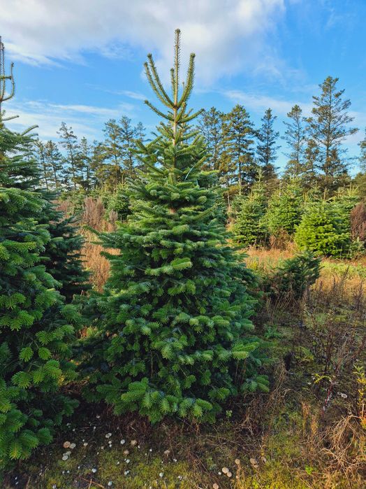 Jodła Kaukaska Cięta 250-300 cm lub w donicy 100-180 cm/ TuChoinki.pl