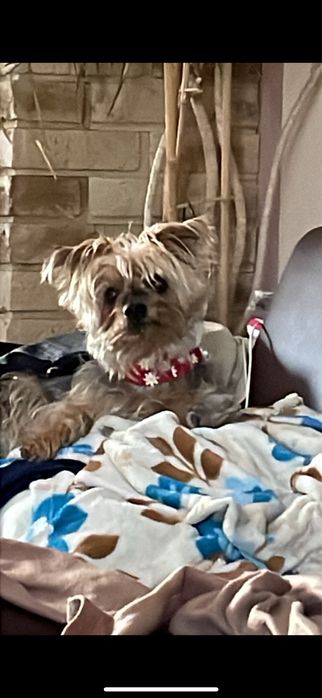 Opieka nad psem w domu – małe i średnie psy, cały tydzień, weekendy