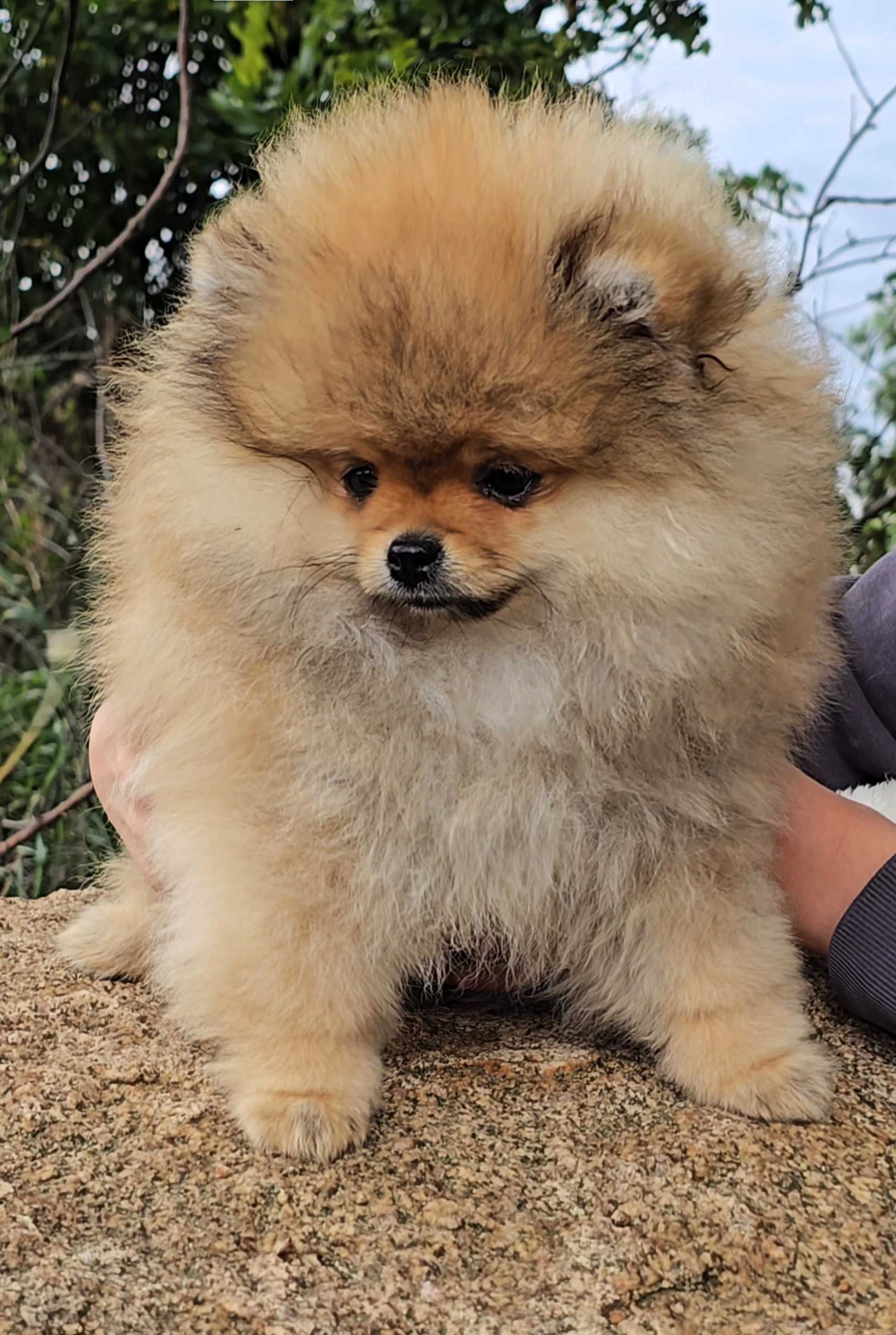 TOP Szpic Miniaturowy Pomeranian ZkwP/FC