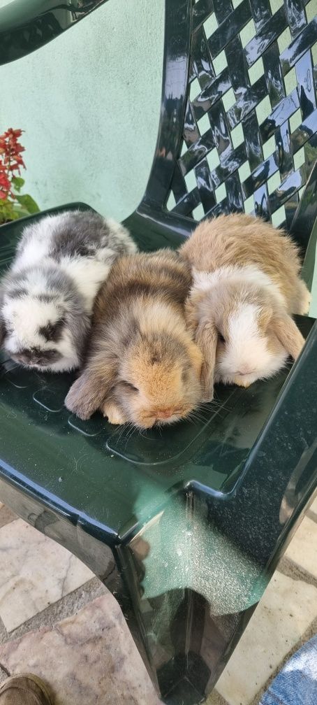 Coelhos anoes mini lop(orelhudos) e mini holandeses no criador