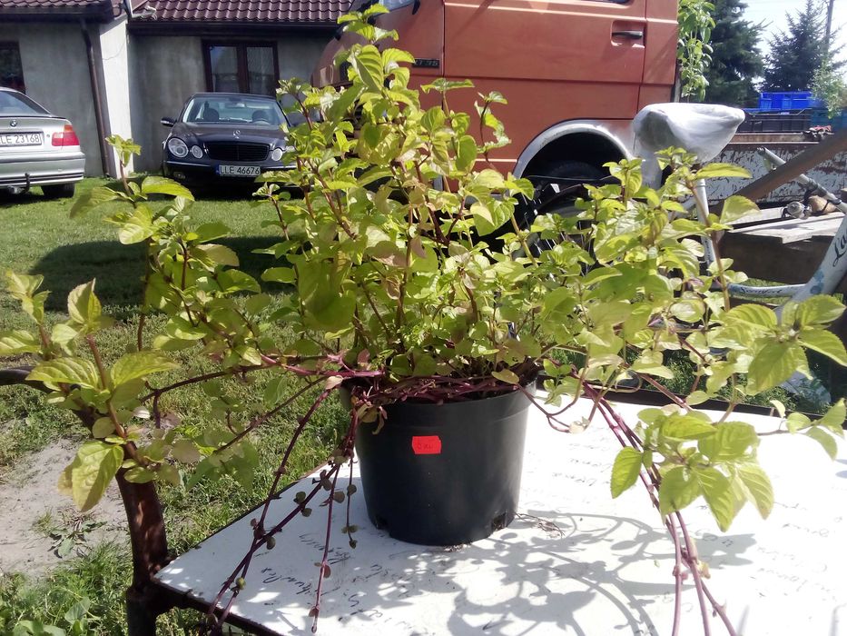 Duże sadzonki mięty 10 zł