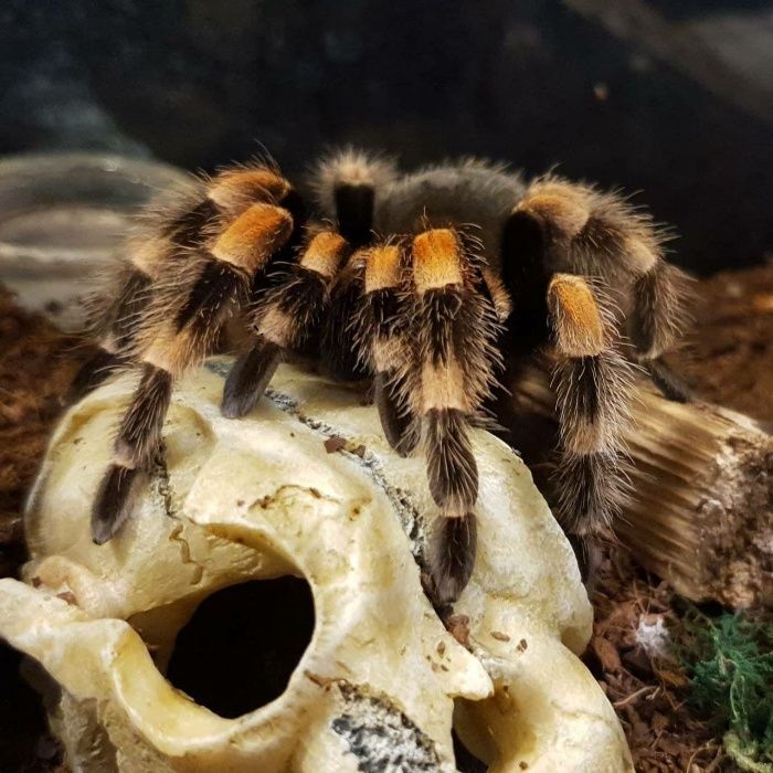 brachypelma smithi Шикарный паук птицеед для новичков самец Одесса