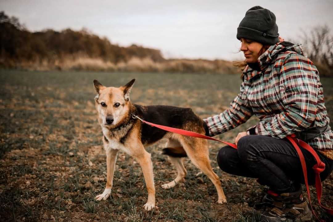 Lagusia - nieśmiała psia dama prosi o szansę ADOPCJA