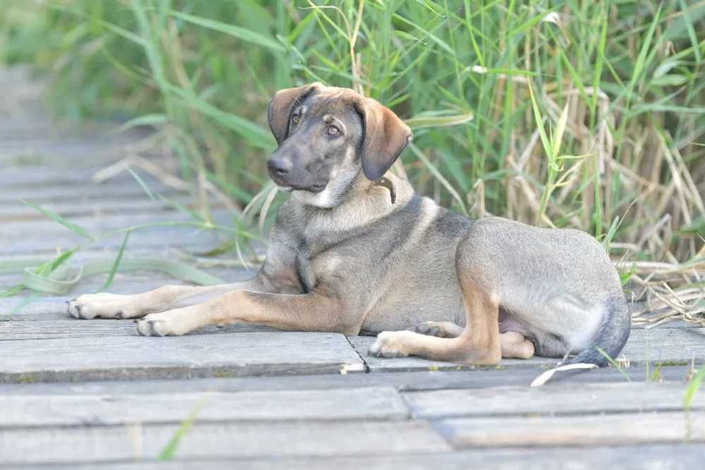 Молодой пес, активный и дружелюбный