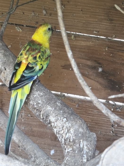 Red rumped / Kakariki