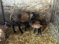 Owce Kameruńskie Tryki Młode