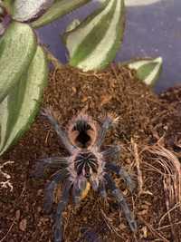 Phamphobeteus sp machala