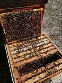 Pszczoły/rój/odkład
