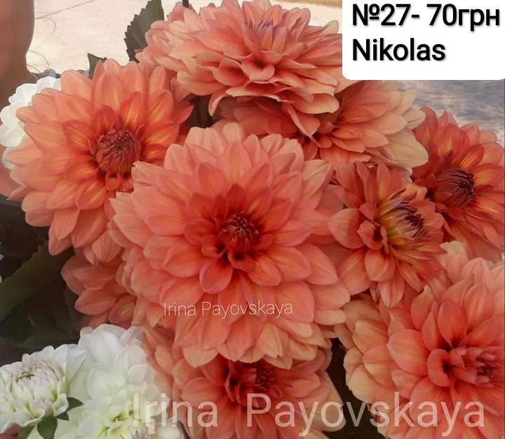 Жоржина Nicolas - перламутрова красуня (Лідія Ластовець  відгукніться)