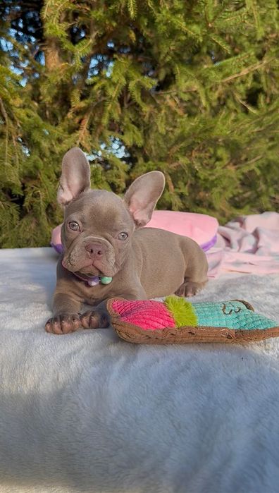Buldog Francuski dziewczynka New shade Isabella
