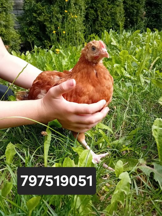 Kura kury rosa naturalna ekologiczna 11 tygodni