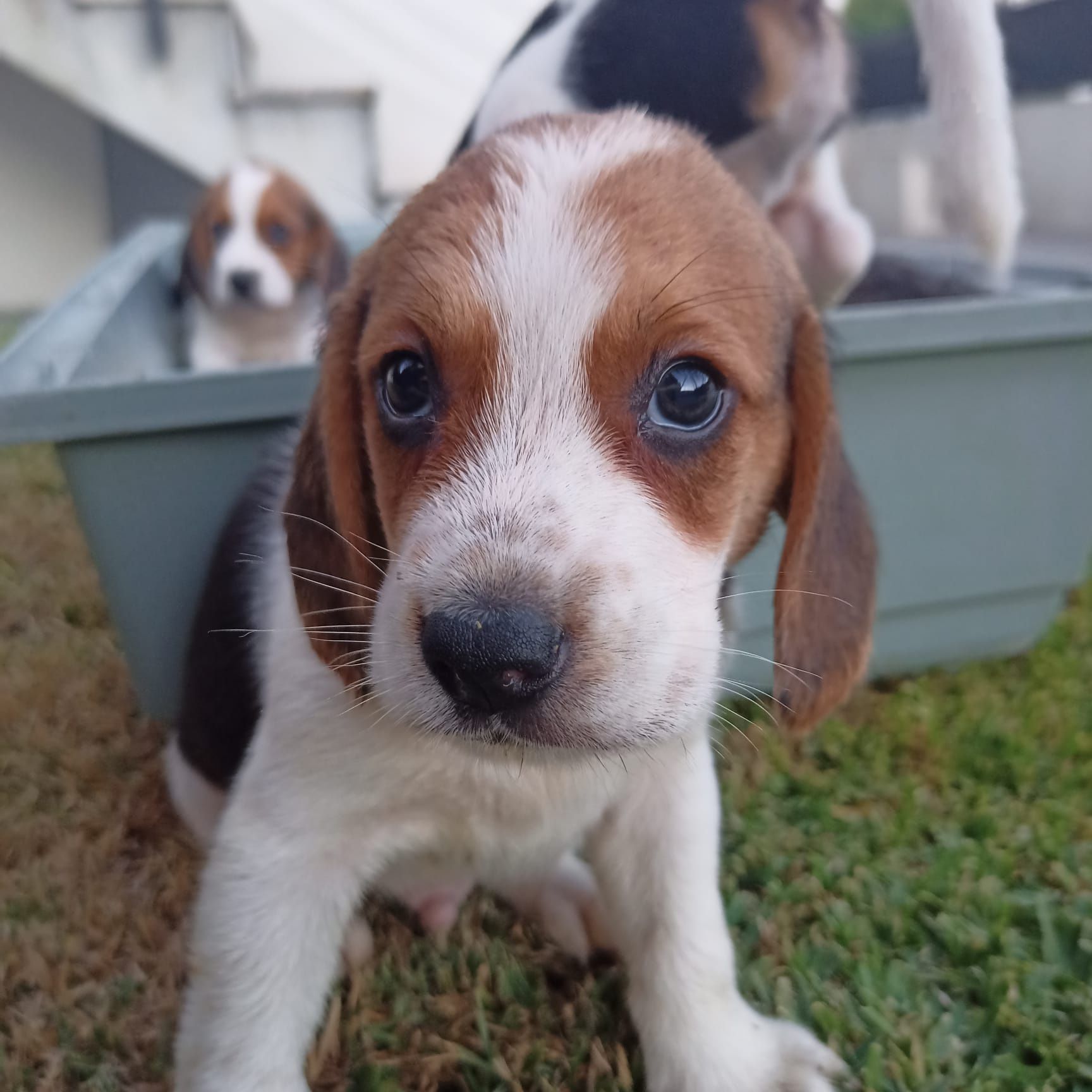 Beagle bebé super simpatico