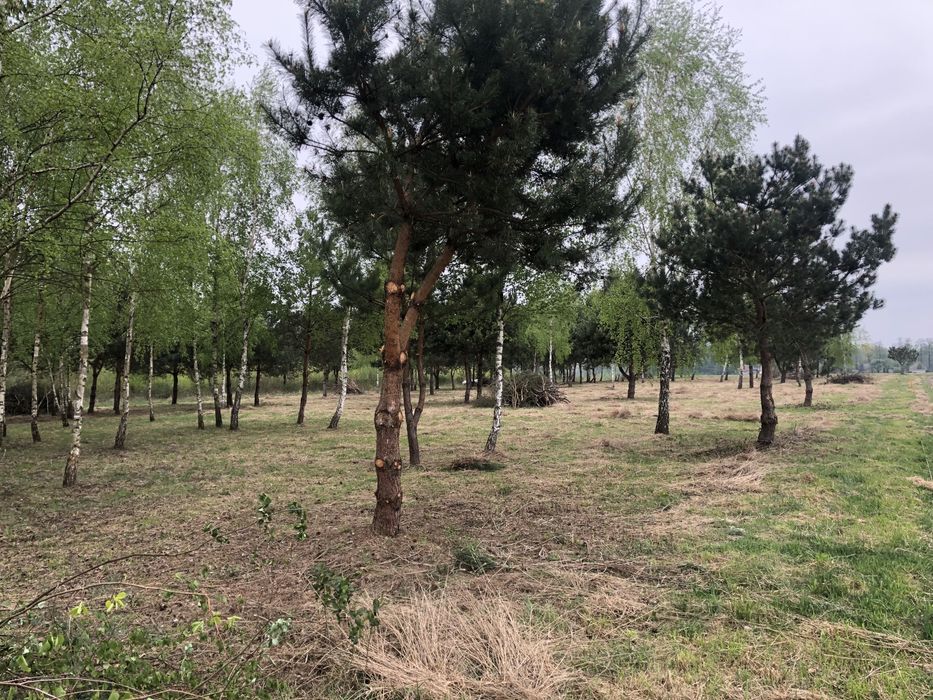 Działka rolno-zagrodowa 1ha, 30min od Warszawy, Ciepłe, możl. Zabudowy