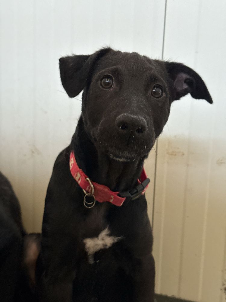 Cachorra 3 meses para adoção