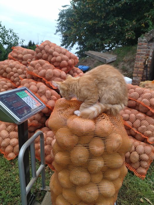 Ziemniaki bellarosa czerwona