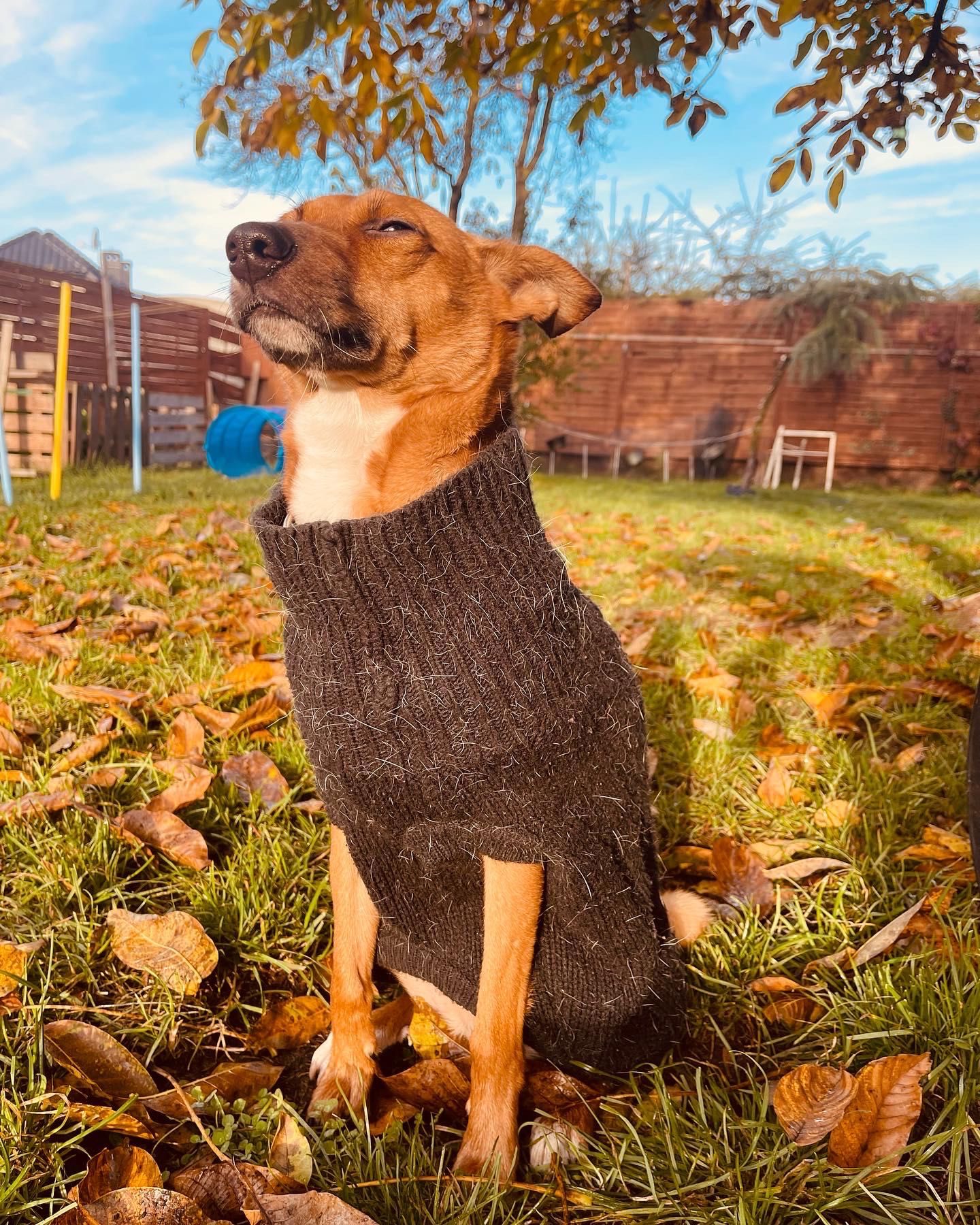 Paco w typie rasy Basenji szuka wyjątkowego domu