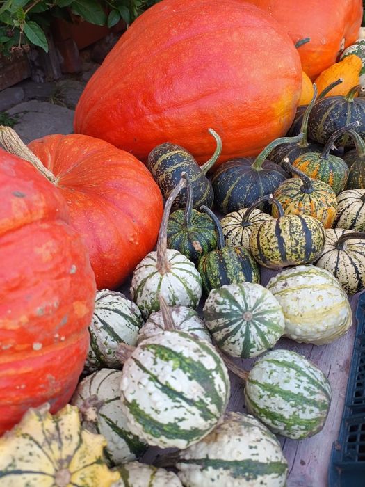 Dynie ozdobne i jadalne