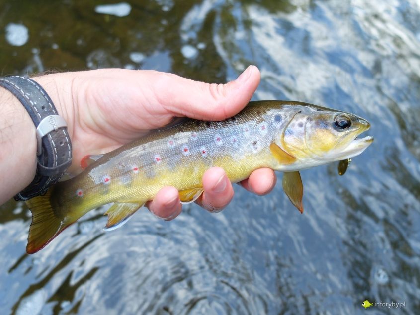 Narybek Pstrąg °Tęczowy °Żółty °Potokowy °Palia Drapieżnik do Stawów