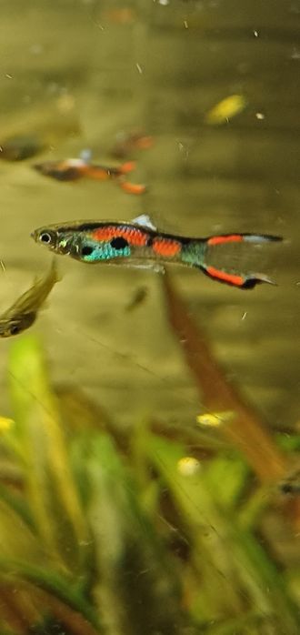 Gupik endlera wybarwione