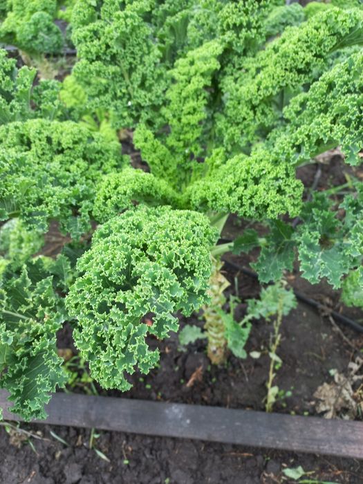 Капуста кале кейл