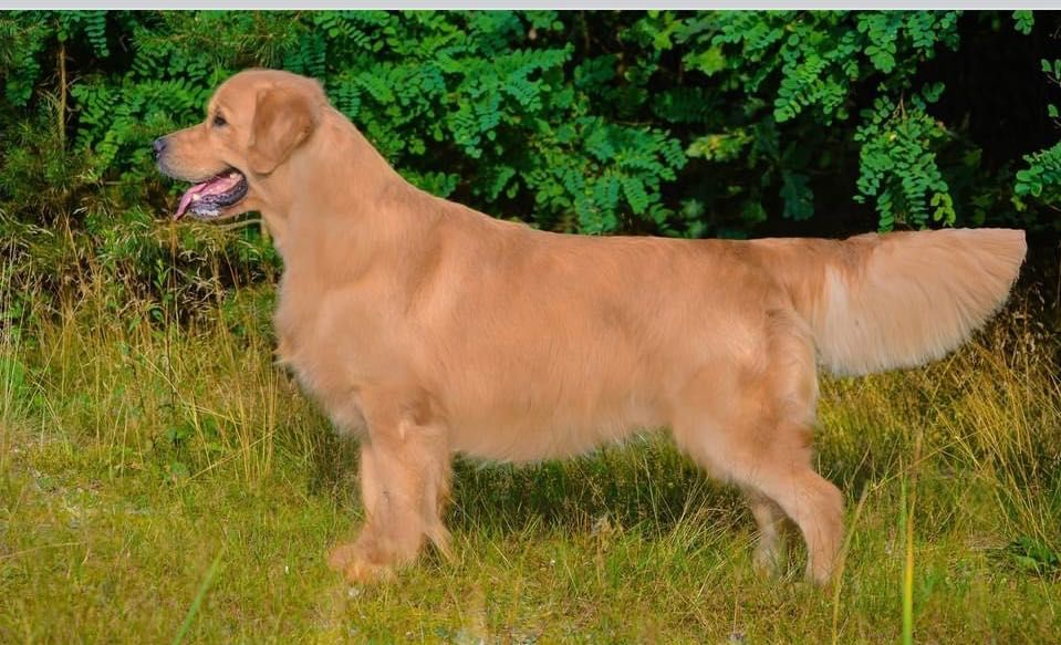 Golden Retriever ZŁOTY piesek po Championach FCI rezerwacja