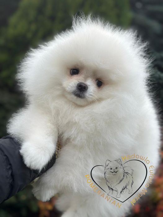 Pomeranian szpic miniaturowy