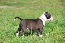 American Staffordshire Terrier Amstaff dziewczynka FCI