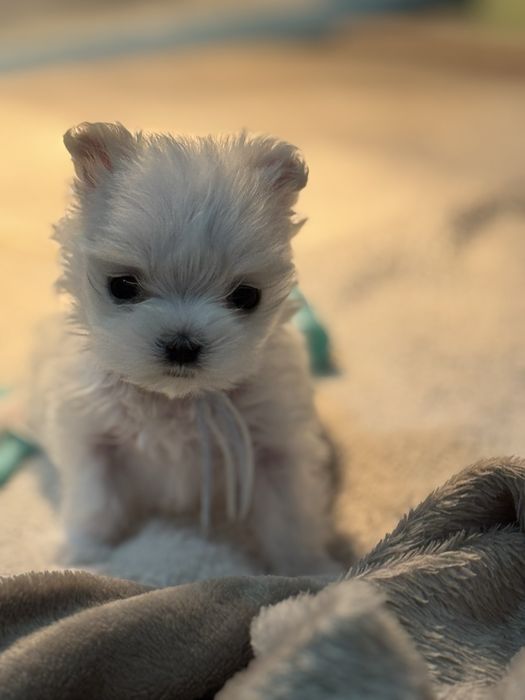 Malutki chlopczyk z rodowodem FCI