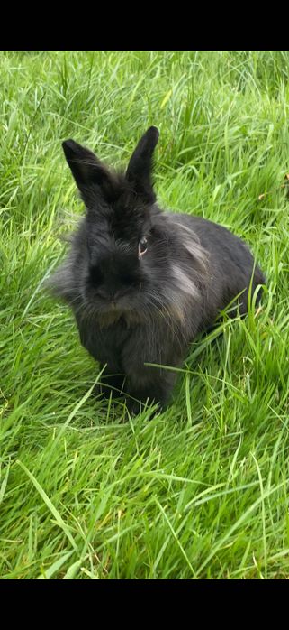 Królik miniaturka