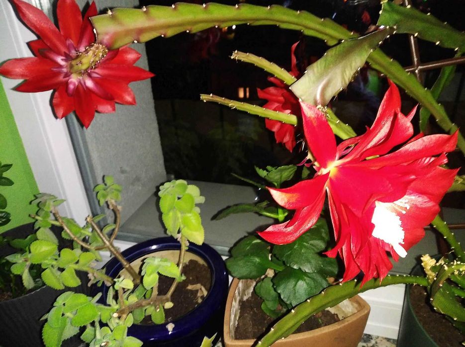 Epiphyllum kaktus