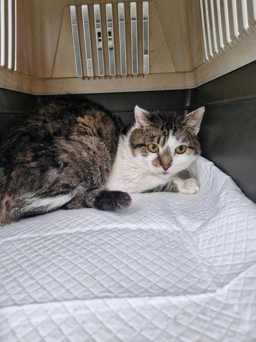 Kociak z lasu pilnie szuka domu