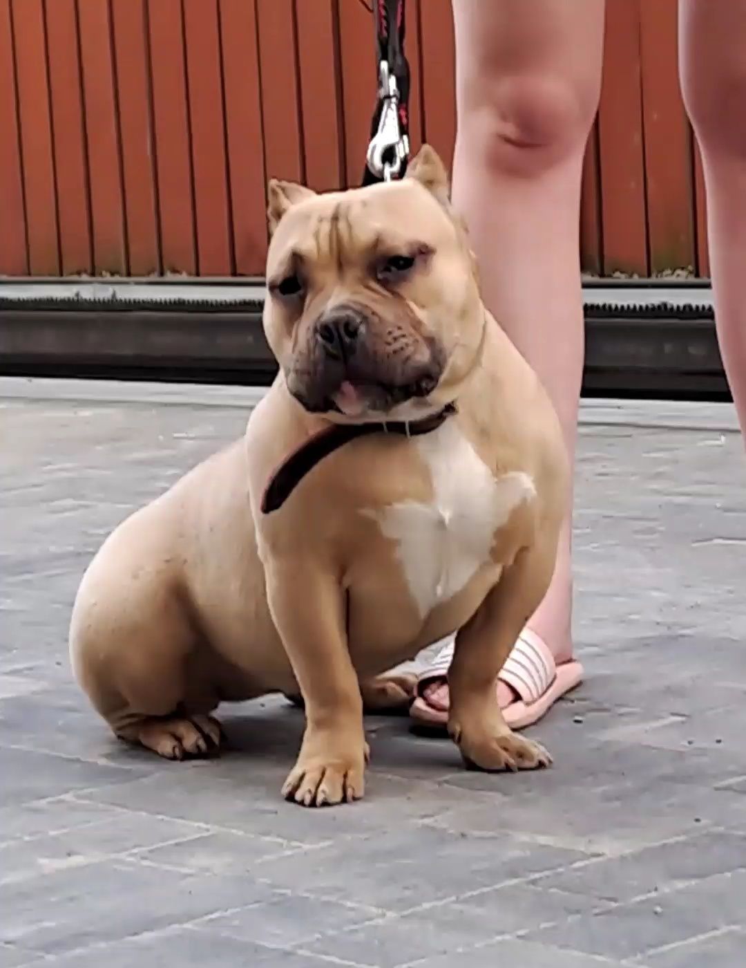 American Bully suczka ABKC