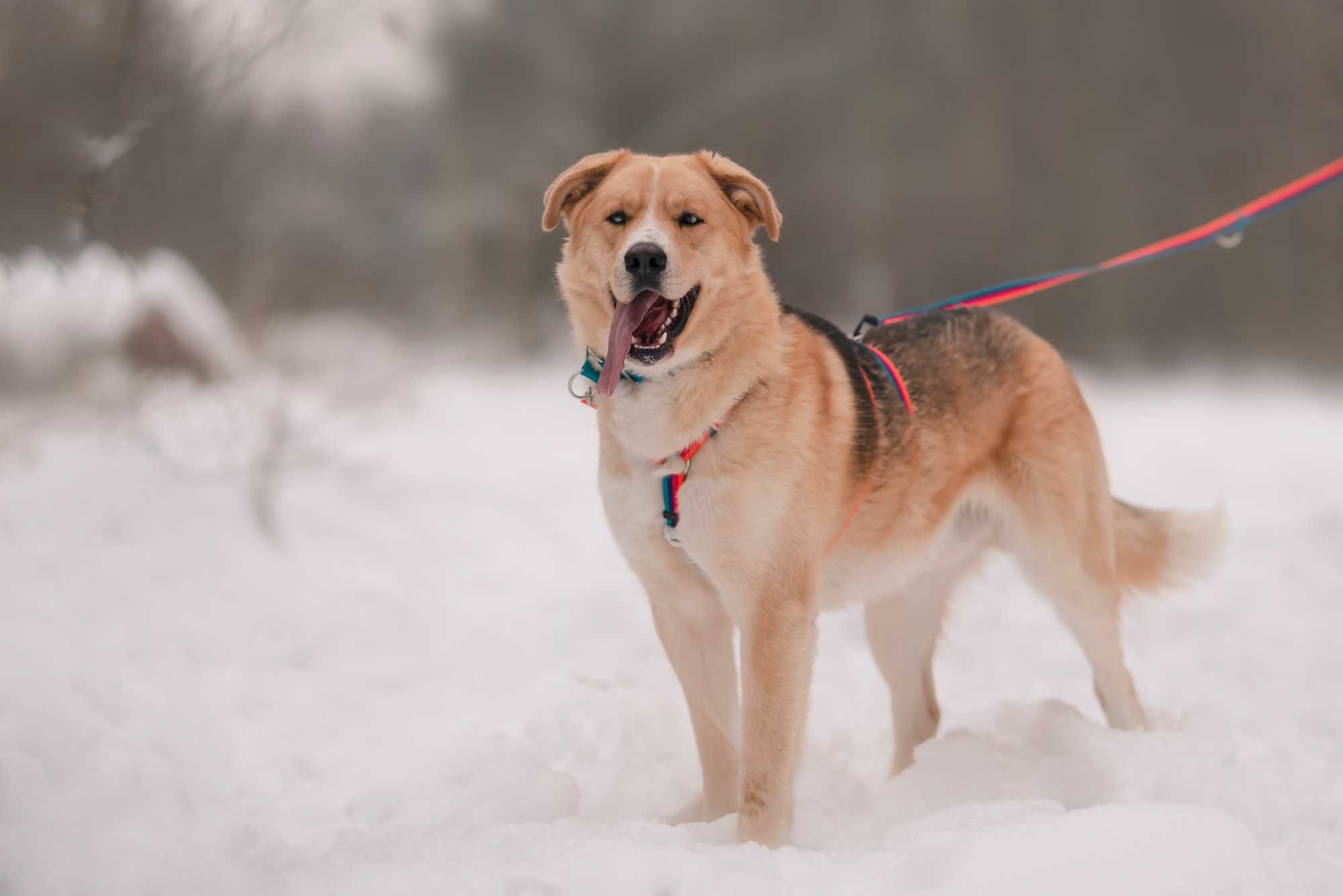 Młody mix husky-owczarek do adopcji/pies dla aktywnych